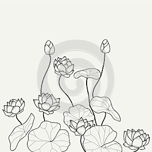 Hand drawn lotus pond illustration