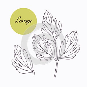 Hand drawn lovage branch with leaves