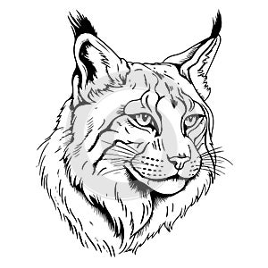 Hand drawn lynx head