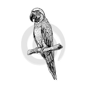 Hand drawn macaw parrot. Vector sketch. Illustration of animal.