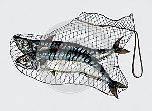 Hand drawn mackerels caught in the net