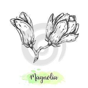 Hand drawn magnolia flower sketch. Floral background with blooming oriental tree isolated on white. Vector illustration