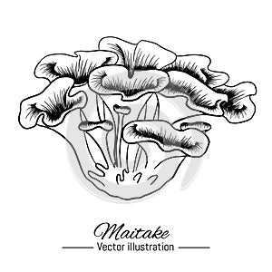 Hand drawn maitake mushroom