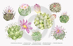 Hand drawn mammillaria cactus collection