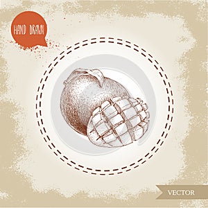 Hand drawn mango fruit with leaf and mango cubes. Sketch style vector fruit illustration