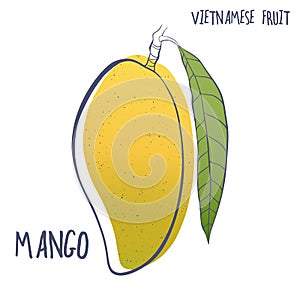 Hand drawn mango icon.Vector illustration of Vietnamese fruit isolated on white background.