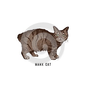 Hand drawn manx cat