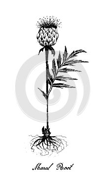 Hand Drawn of Maral Root Plant on White