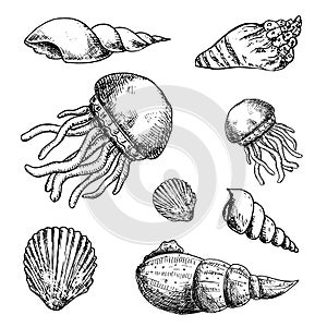 Hand Drawn marine life doodles set. Sketch style icons. Decoration element. Isolated on white background. Flat design. Vector ill