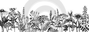 Dipinto a mano medicinale erbe aromatiche formato pubblicitario destinato principalmente all'uso sui siti web progetto. vettore fiori erbacce un prati schizzi. antico estate impianti modello. botanico 