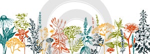 Hand drawn medicinal herbs banner design. Vector flowers, weeds and meadows sketches. Vintage summer plants template. Botanical photo