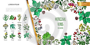 Hand Drawn Medicinal Herbs Colorful Concept