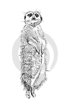 Hand drawn meerkat, sketch graphics monochrome illustration