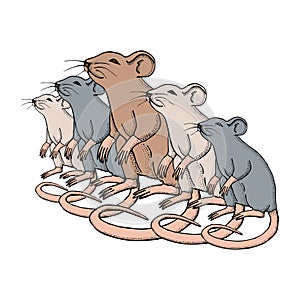 Hand drawn Mice or rats. Vector with mammal animal isolated on white background. Illustration for T-shirt graphics
