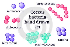 Arrangements of coccus bacterial microorganism. photo