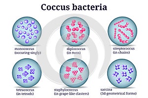 Arrangements of coccus bacterial microorganism in Petri dish. photo