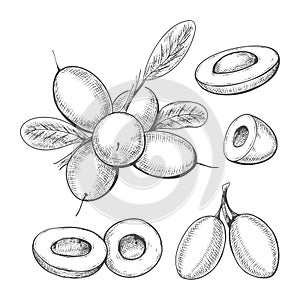 Hand drawn miracle berries