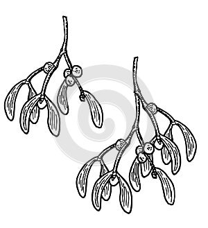 Hand drawn mistletoe. Vector Christmas plant background. Greeting card design