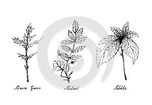 Hand Drawn of Mizuna Greens, Mustard and Melokhia