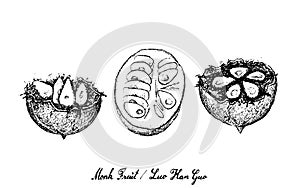 Hand Drawn of Monk Fruit on White Background