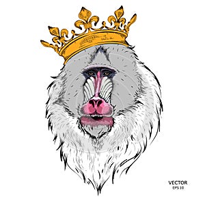 Hand Drawn monkey. Mandrill in a crown. Vector illustration of Ape