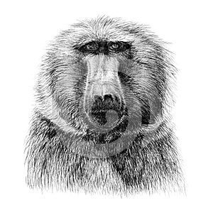 Hand drawn monkey portrait, sketch graphics monochrome illustration on white background