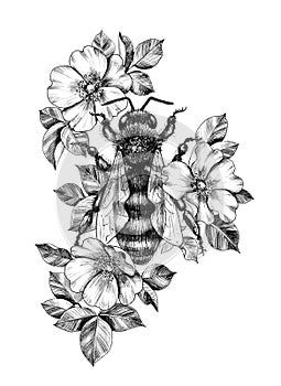 Hand Drawn Monochrome Bee among  Dog Rose Flowers