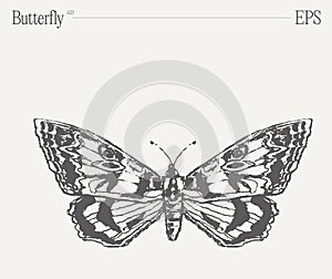 Hand drawn monochrome butterfly illustration on blank backdrop. Vector sketch.