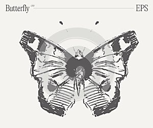 Hand drawn monochrome butterfly illustration on blank backdrop. Vector sketch.
