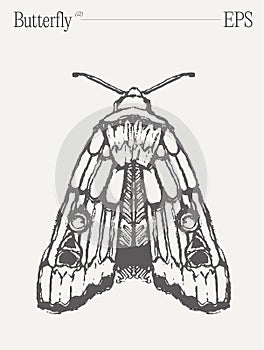 Hand drawn monochrome butterfly illustration on blank backdrop. Vector sketch.