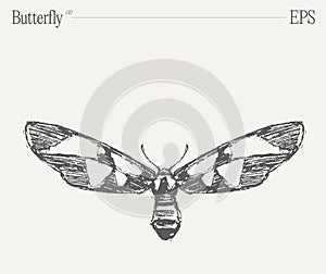 Hand drawn monochrome butterfly illustration on blank backdrop. Vector sketch.