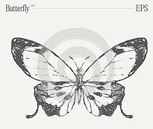 Hand drawn monochrome butterfly illustration on blank backdrop. Vector sketch.