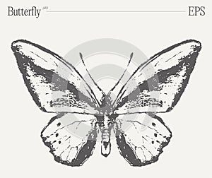Hand drawn monochrome butterfly illustration on blank backdrop. Vector sketch.