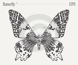 Hand drawn monochrome butterfly illustration on blank backdrop. Vector sketch.