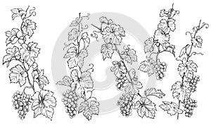 Hand Drawn Monochrome Grape Branches