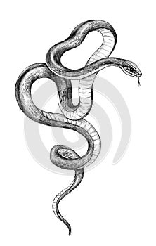 Hand Drawn Monochrome Snake