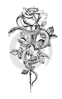 Hand Drawn Monochrome Snake with Rose