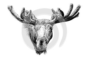 Hand drawn moose portrait, sketch graphics monochrome illustration