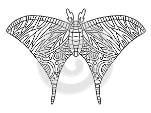 Hand-drawn moth colouring page for adults vector illustration