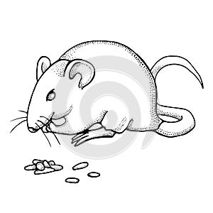 Hand drawn mouse or rat eats grain. Ink drawing. Vector with mammal animal isolated on white background. Illustration