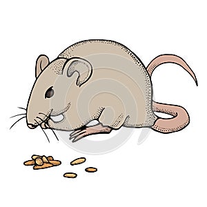 Hand drawn mouse or rat eats grain. Vector with mammal animal isolated on white background. Illustration for T-shirt