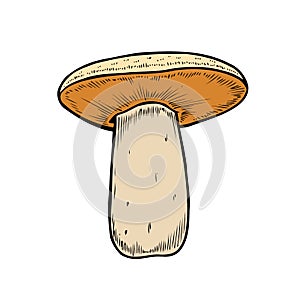 Hand drawn mushroom