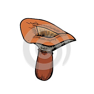 Hand drawn mushroom