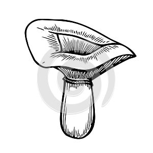 Hand drawn mushroom