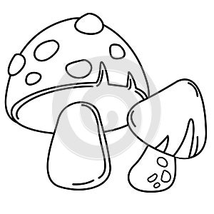 Hand drawn mushroom illustration