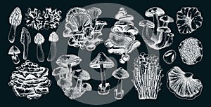 Hand-drawn mushrooms on chalkboard. Edible fungus sketches. Fungal protein, mycoprotein source, plant-based food, vegetarian