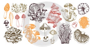 Hand-drawn mushrooms in color. Edible fungus sketches. Fungal protein, mycoprotein source, plant-based food, vegetarian product.