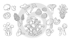 Hand drawn mushrooms. Vintage sketch of champignon and oyster fungus. Shiitake and truffle. Gourmet morel. Forest