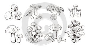 Hand drawn mushrooms. Vintage sketch of shiitake champignon fungus chanterelle, isolated organic food. Vector doodle set