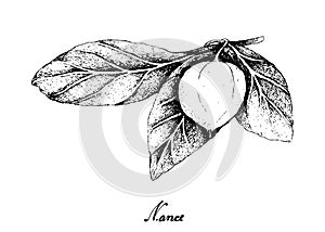 Hand Drawn of Nance Fruits on White Background